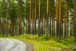 Rally Finland atmosphere