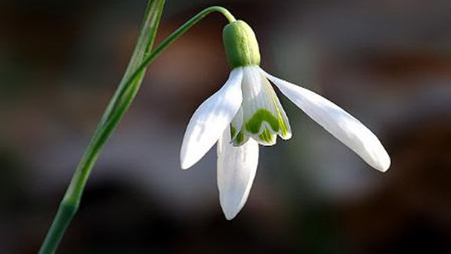 Tomizawa: un mazzo di fiori nel punto della tragedia