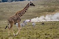 WRC Rally Safari 2023: Etapas, horarios, competidores y cómo verlo en TV