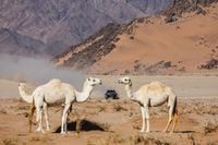 Qu&eacute; etapas tendr&aacute;n diferentes recorridos en coches y motos en el Dakar 2025