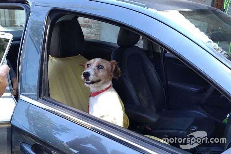 Dumbo, cachorro resgatado por Nelsinho Piquet em Santiago