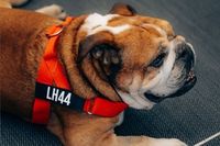 La despedida de Roscoe y c&oacute;mo uni&oacute; a la F1 con Lewis Hamilton