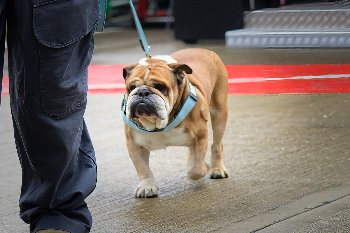 Lewis Hamilton confirms passing of beloved dog Roscoe with heartfelt tribute