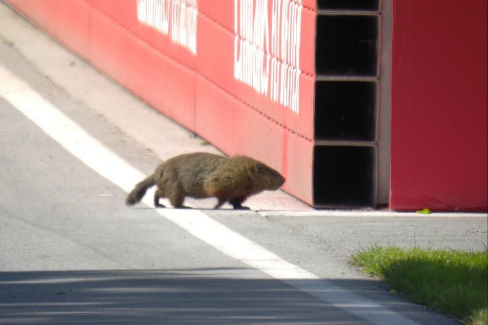 Marmota no GP do Canadá