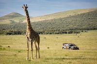 Drugie Safari Rovanpery, cenny wynik Kajetanowicza