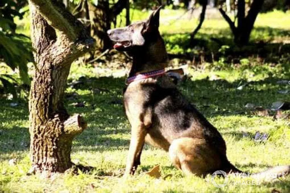 C&atilde;o farejador