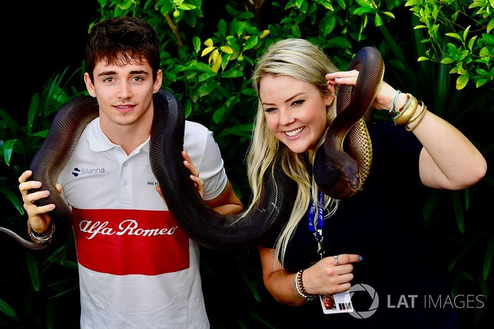 Charles Leclerc, da Sauber com uma cobra