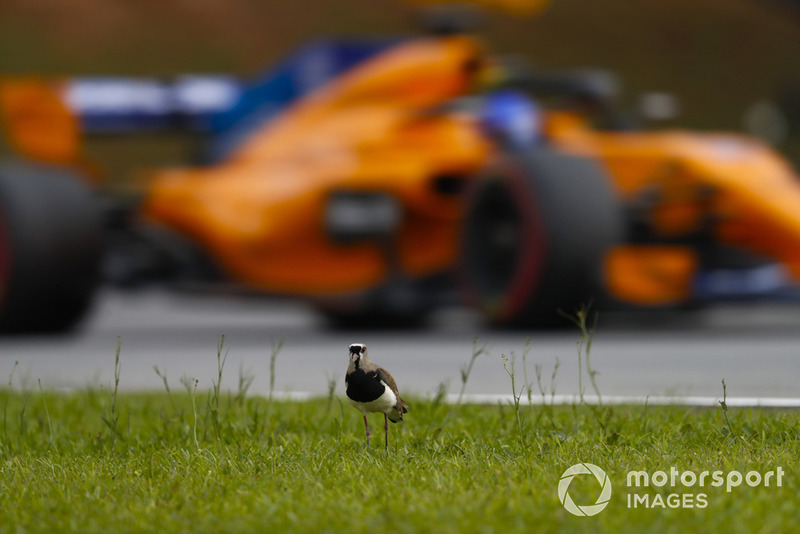 Fernando Alonso, McLaren MCL33, supera un uccellino brasiliano