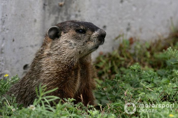 Una marmota en el circuito