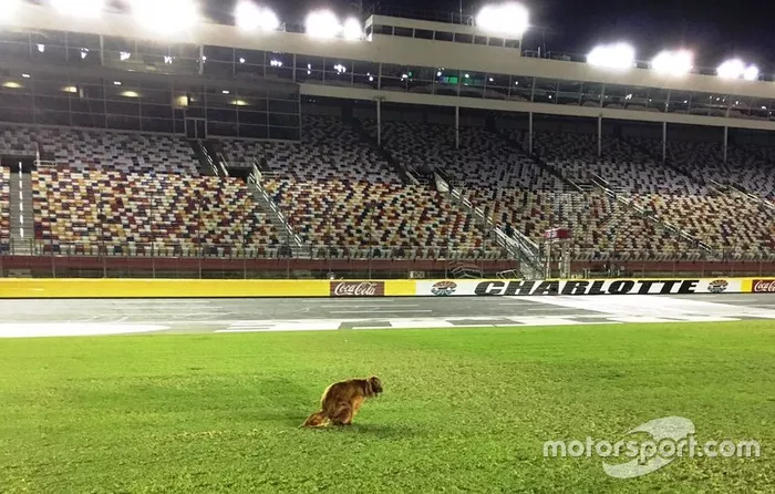Gus, cachorro de Dale Earnhardt Jr, 'fertilizando' o gramado de Charlotte