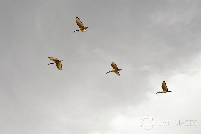 Birds
