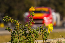 Scott McLaughlin, DJR Team Penske Ford